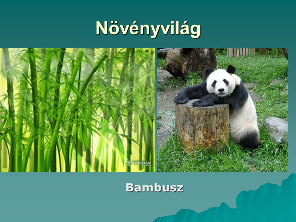 Növényvilág Bambusz