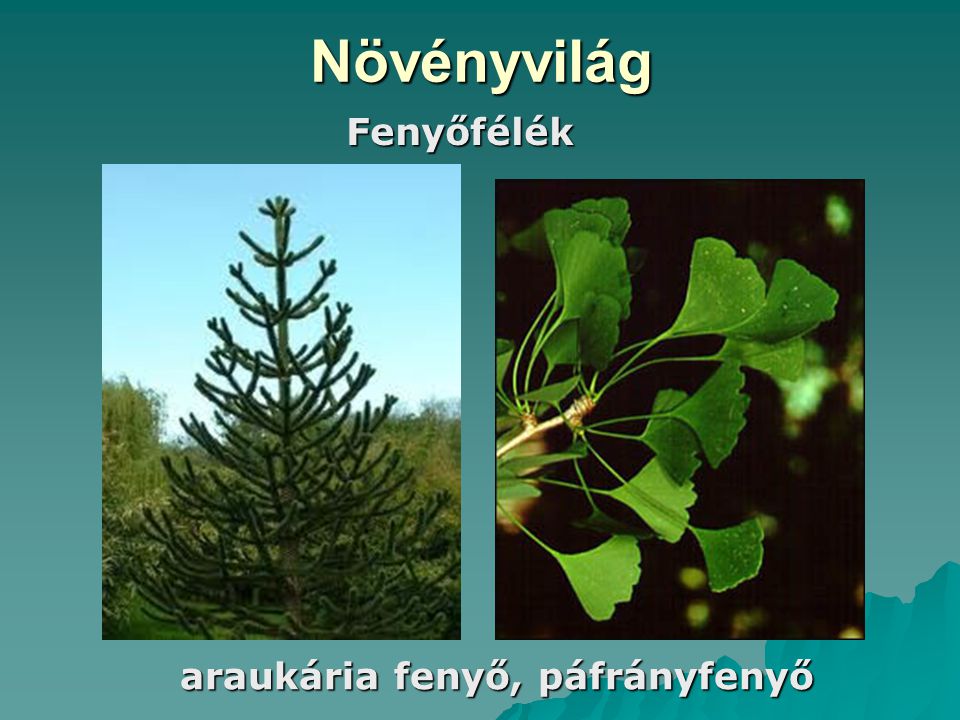 Növényvilág Fenyőfélék araukária fenyő, páfrányfenyő