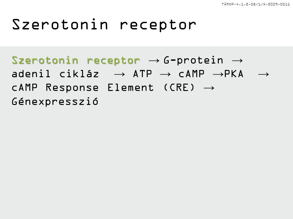 Szerotonin receptor Szerotonin receptor → G-protein → adenil cikláz → ATP → cAMP →PKA → cAMP Response Element (CRE) → Génexpresszió.