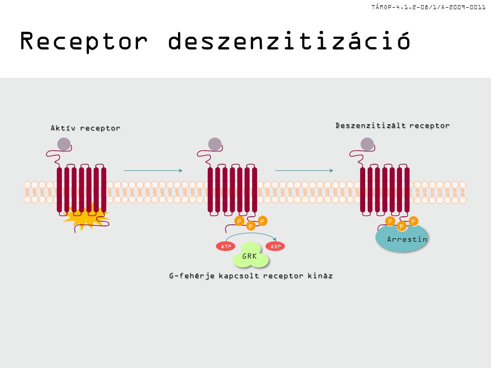 Receptor deszenzitizáció