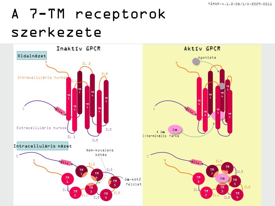A 7-TM receptorok szerkezete