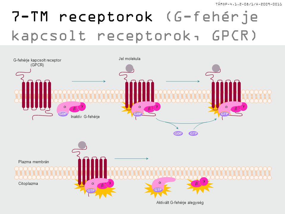 7-TM receptorok (G-fehérje kapcsolt receptorok, GPCR)