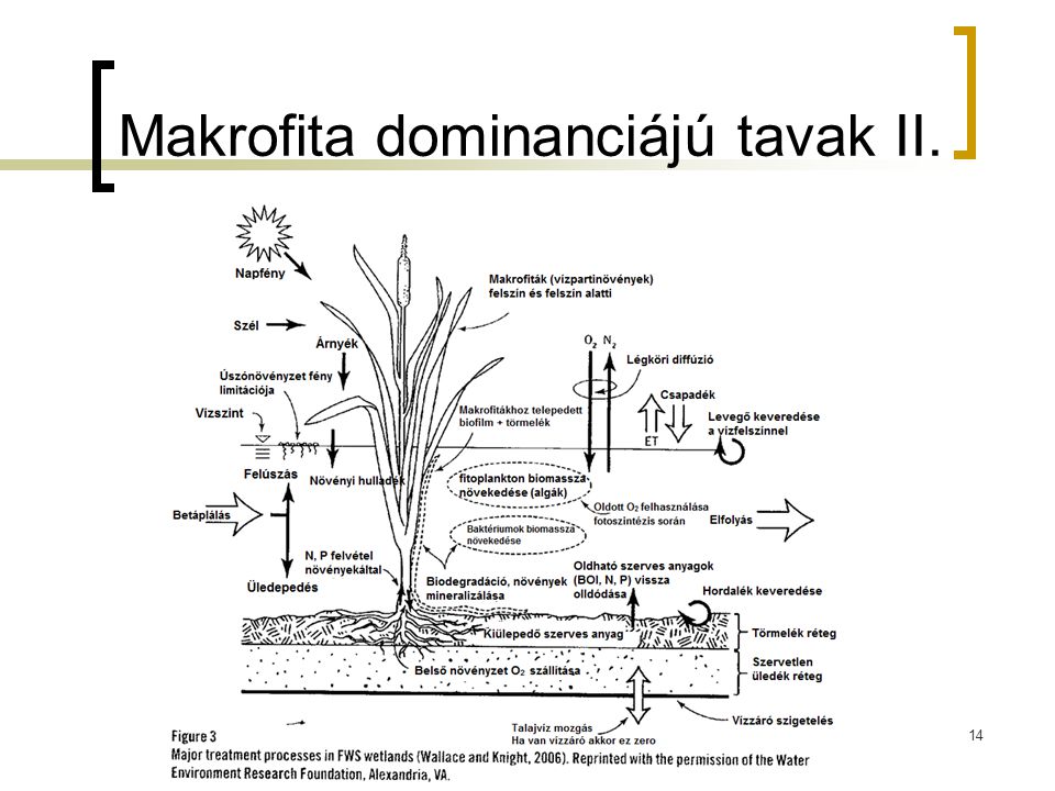Makrofita dominanciájú tavak II.