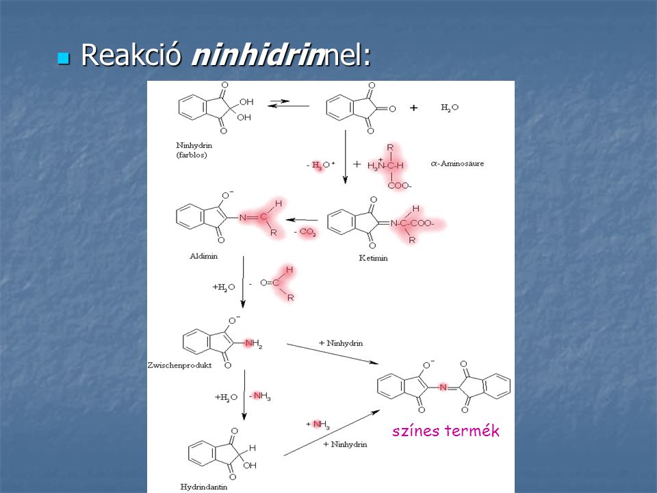 Reakció ninhidrinnel:
