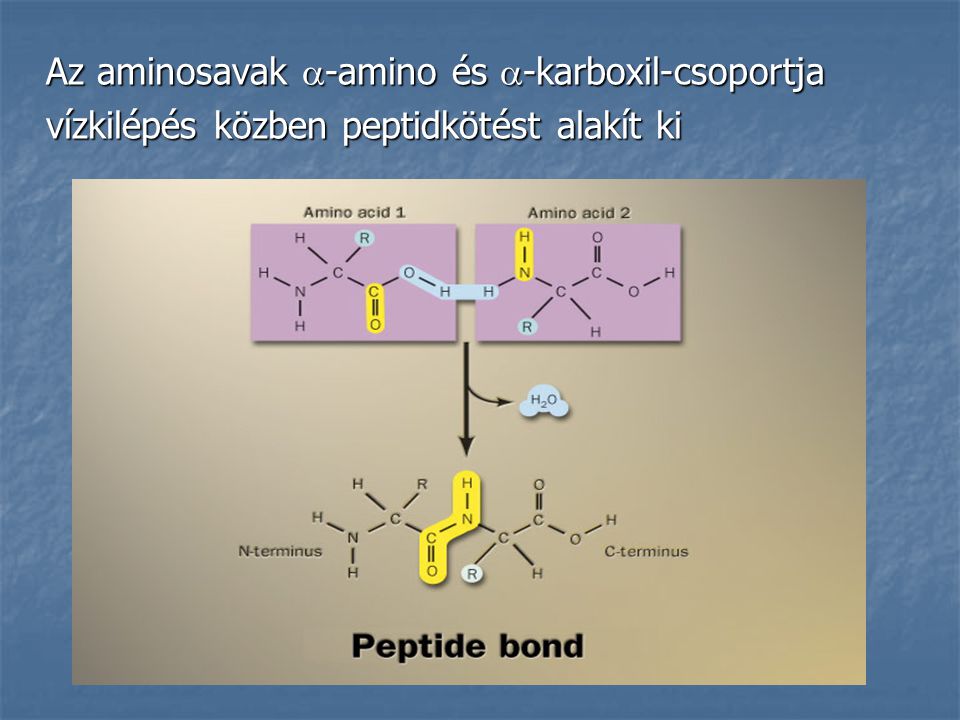 Az aminosavak -amino és -karboxil-csoportja