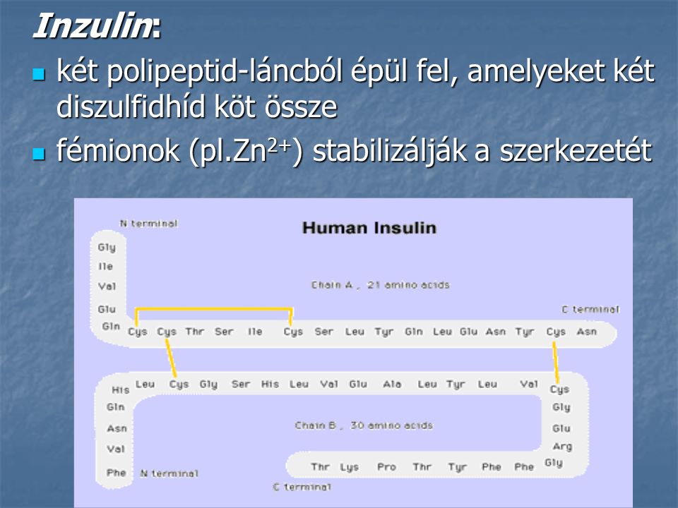 Inzulin: két polipeptid-láncból épül fel, amelyeket két diszulfidhíd köt össze.