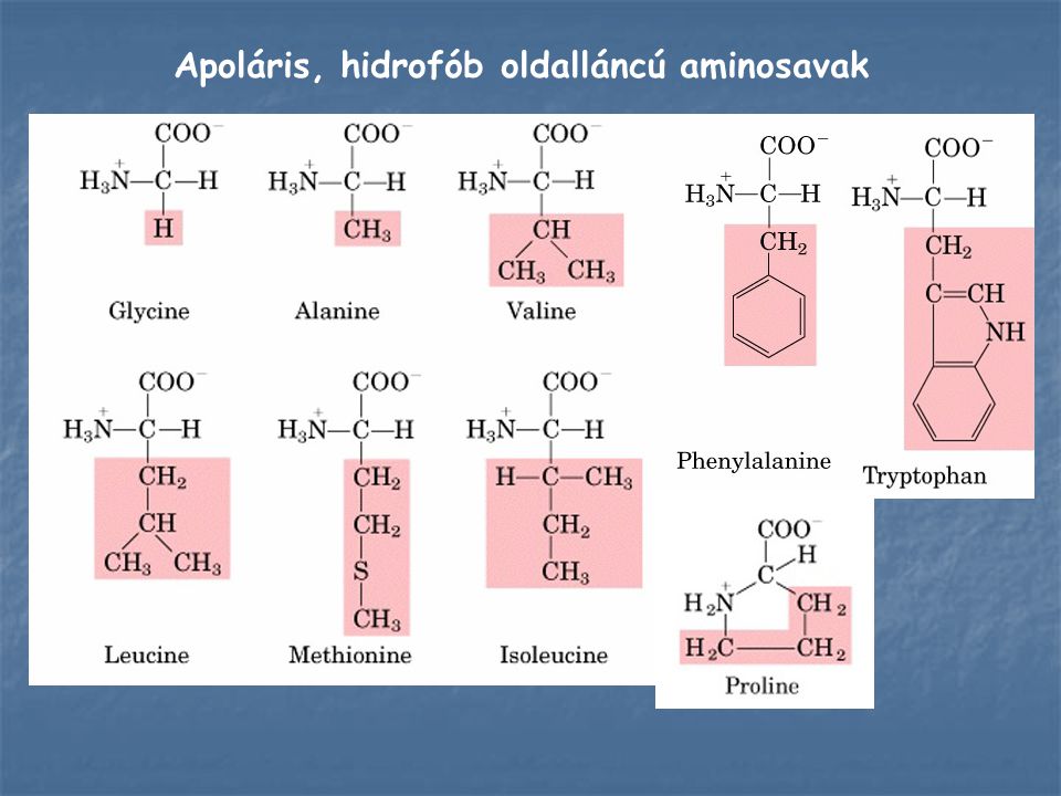 Apoláris, hidrofób oldalláncú aminosavak