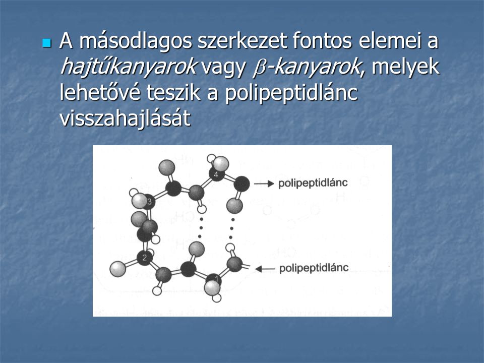 A másodlagos szerkezet fontos elemei a hajtűkanyarok vagy -kanyarok, melyek lehetővé teszik a polipeptidlánc visszahajlását