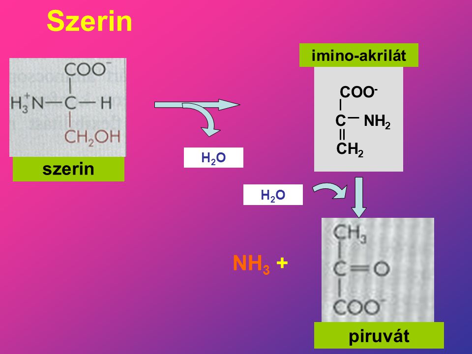 Szerin imino-akrilát COO- C NH2 CH2 H2O szerin H2O NH3 + piruvát