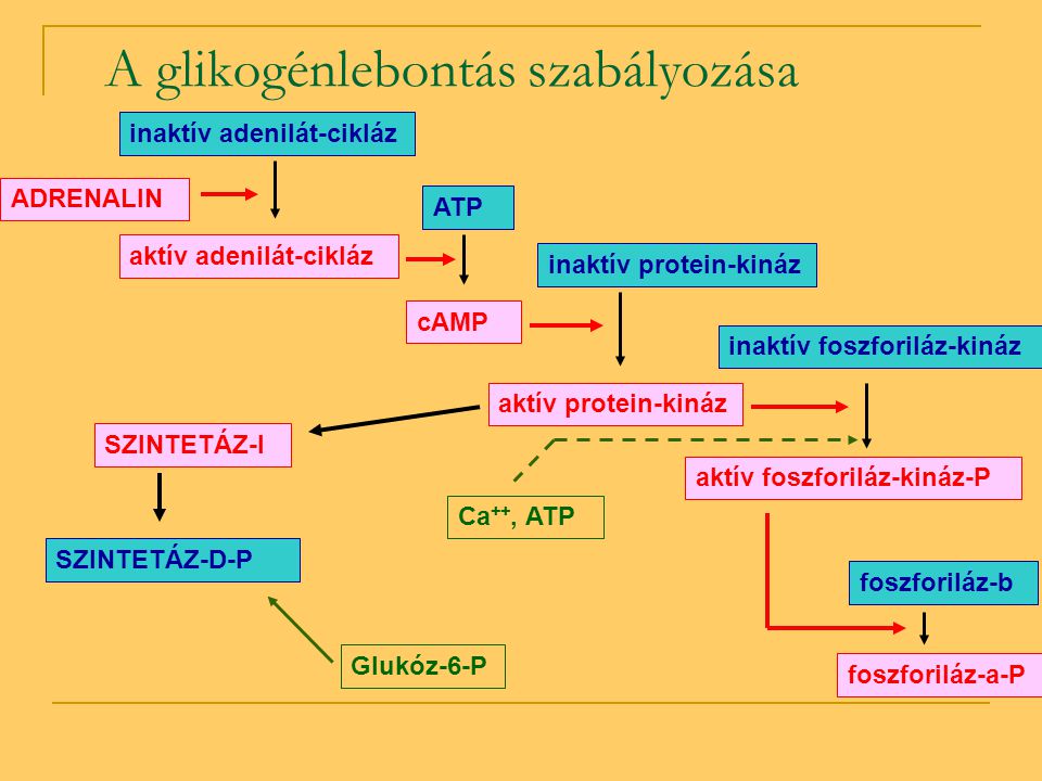 A glikogénlebontás szabályozása
