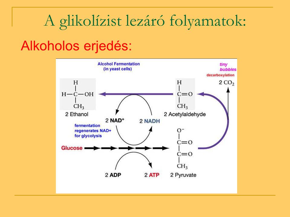 A glikolízist lezáró folyamatok: