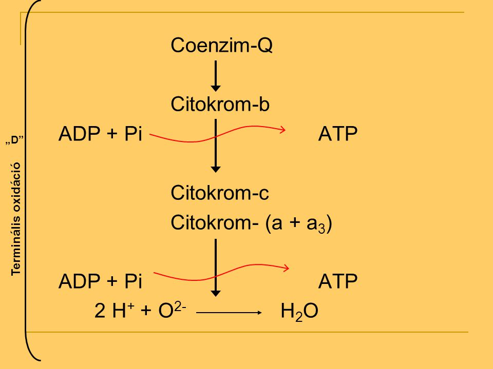 Coenzim-Q Citokrom-b ADP + Pi ATP Citokrom-c Citokrom- (a + a3)