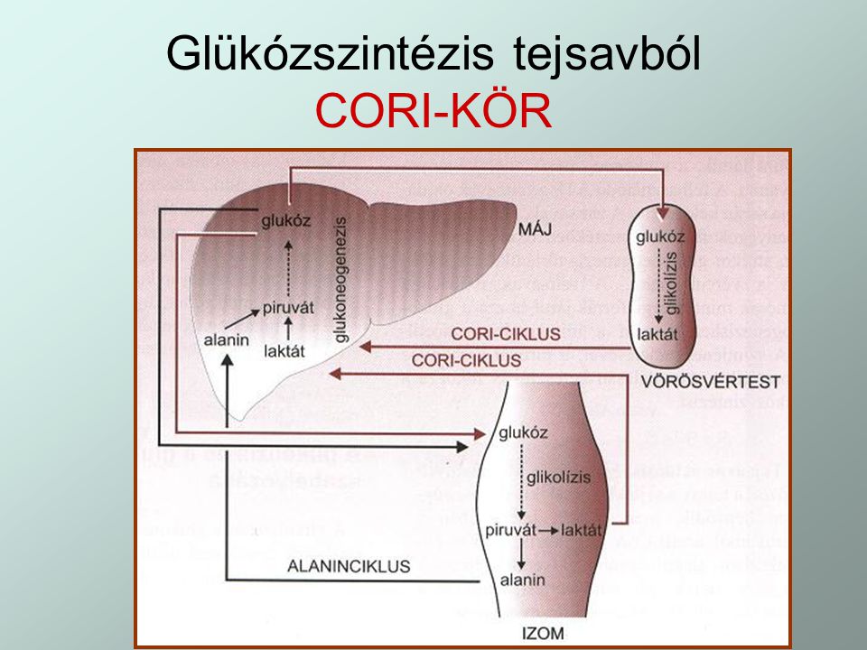 Glükózszintézis tejsavból CORI-KÖR