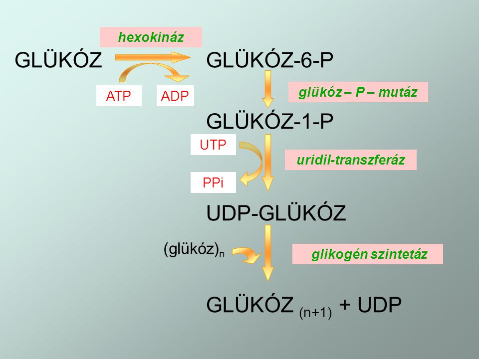 GLÜKÓZ GLÜKÓZ-6-P GLÜKÓZ-1-P UDP-GLÜKÓZ GLÜKÓZ (n+1) + UDP (glükóz)n