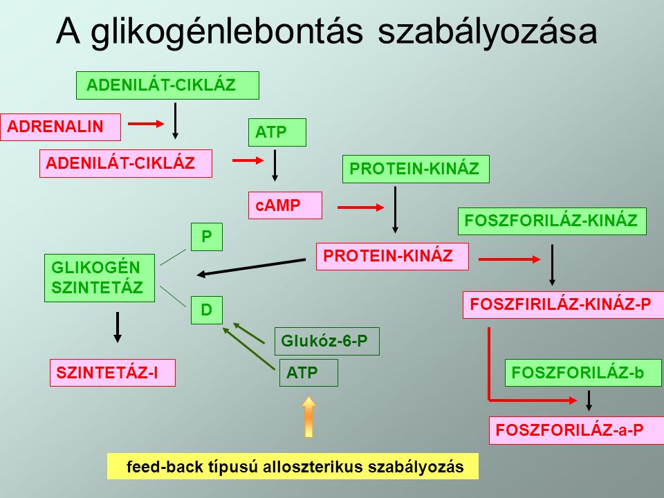 A glikogénlebontás szabályozása