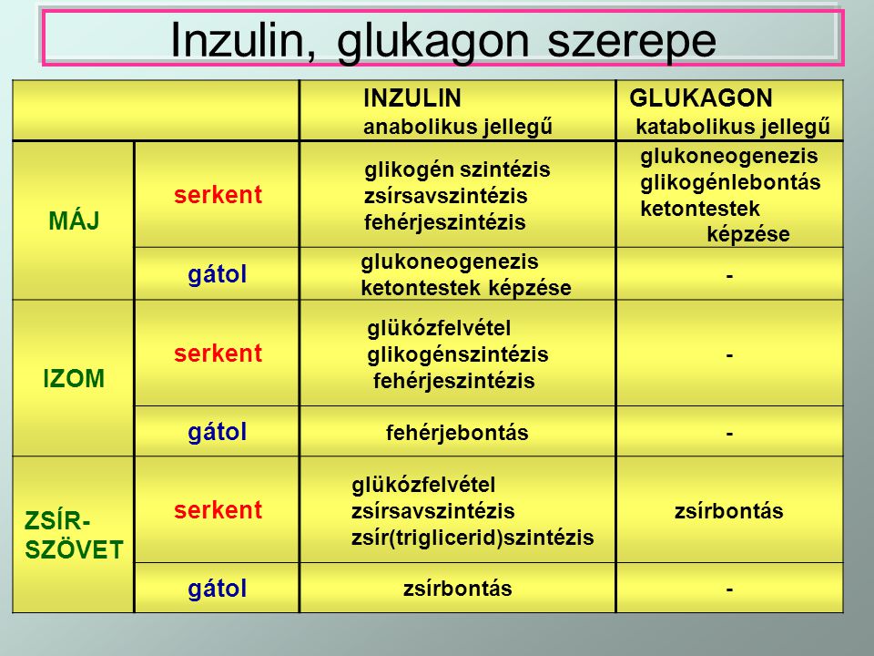 Inzulin, glukagon szerepe