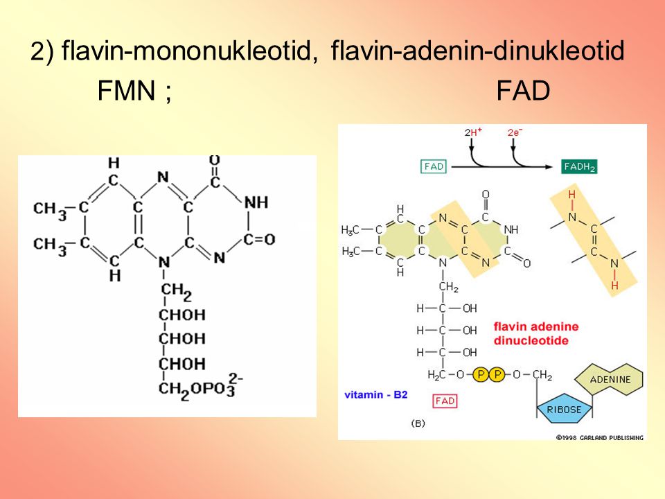 2) flavin-mononukleotid, flavin-adenin-dinukleotid