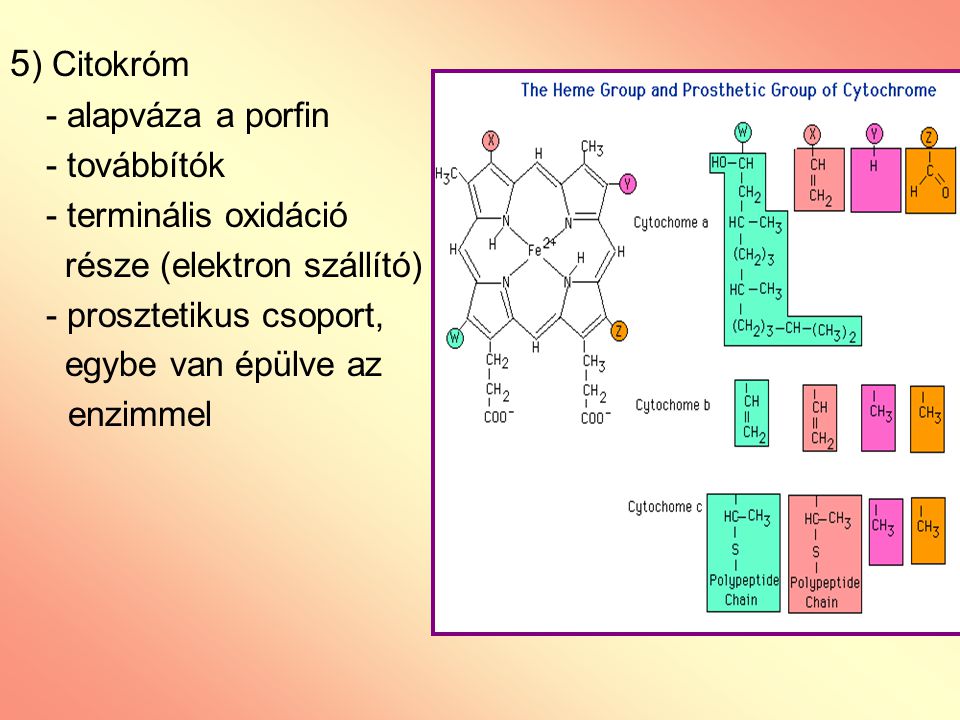 5) Citokróm - alapváza a porfin - továbbítók - terminális oxidáció