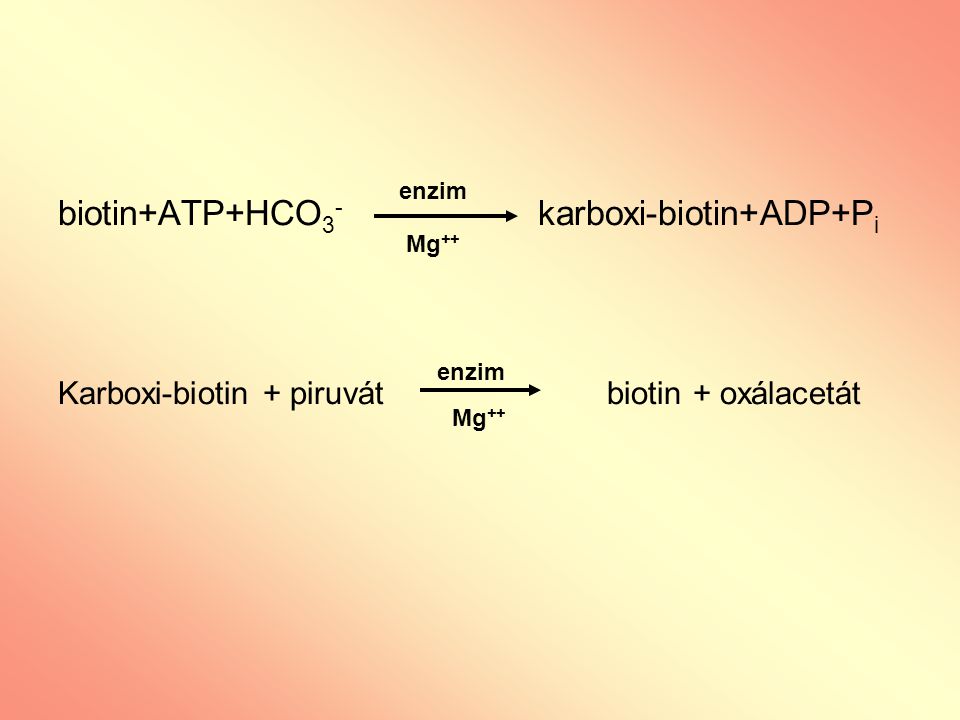 biotin+ATP+HCO3- karboxi-biotin+ADP+Pi