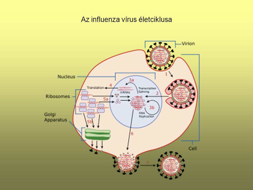 Az influenza vírus életciklusa