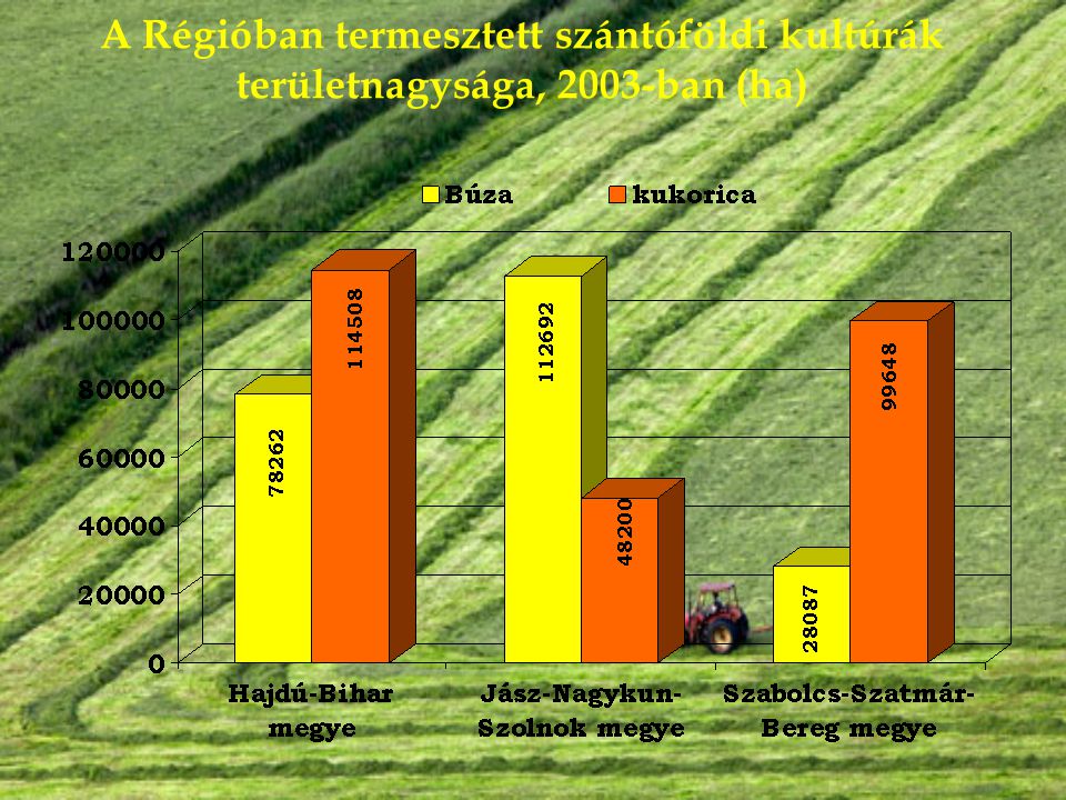 A Régióban termesztett szántóföldi kultúrák területnagysága, 2003-ban (ha)