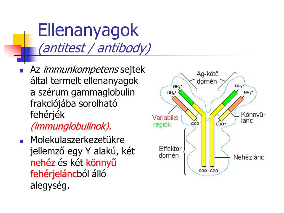 Ellenanyagok (antitest / antibody)