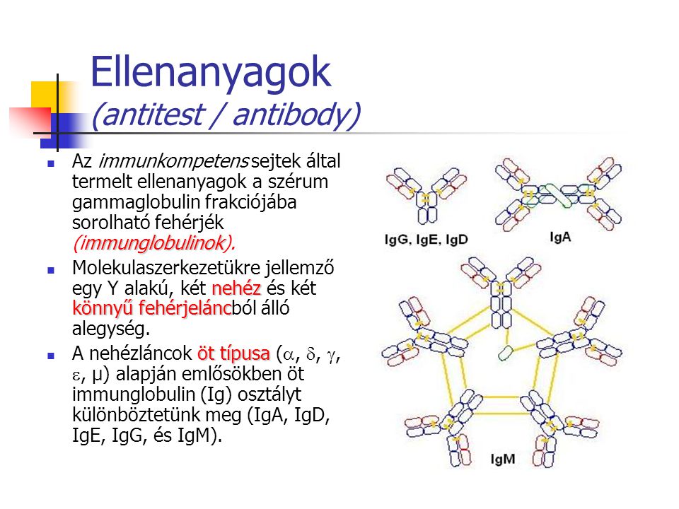 Ellenanyagok (antitest / antibody)