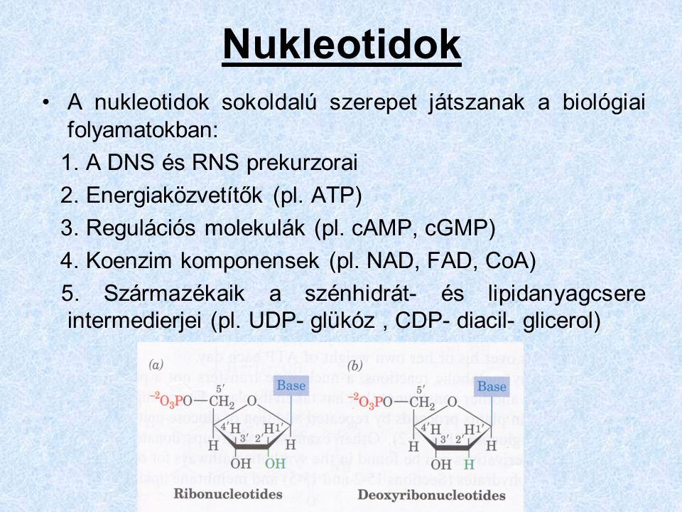Nukleotidok A nukleotidok sokoldalú szerepet játszanak a biológiai folyamatokban: 1. A DNS és RNS prekurzorai.