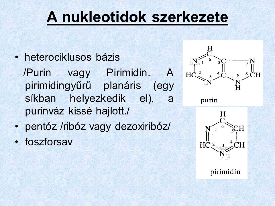 A nukleotidok szerkezete