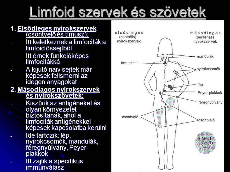 Limfoid szervek és szövetek