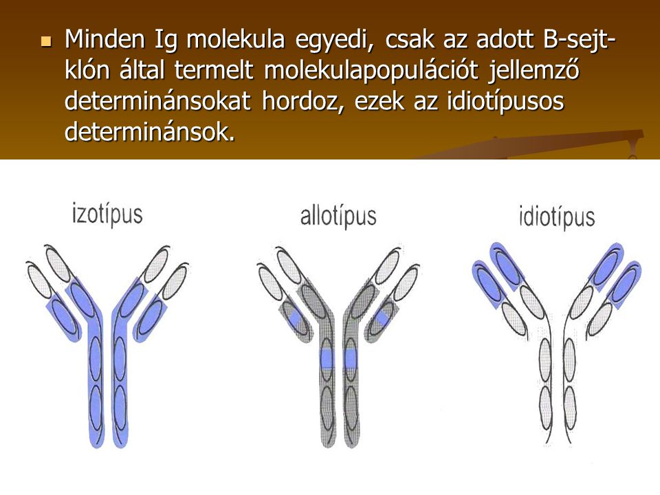 Minden Ig molekula egyedi, csak az adott B-sejt-klón által termelt molekulapopulációt jellemző determinánsokat hordoz, ezek az idiotípusos determinánsok.