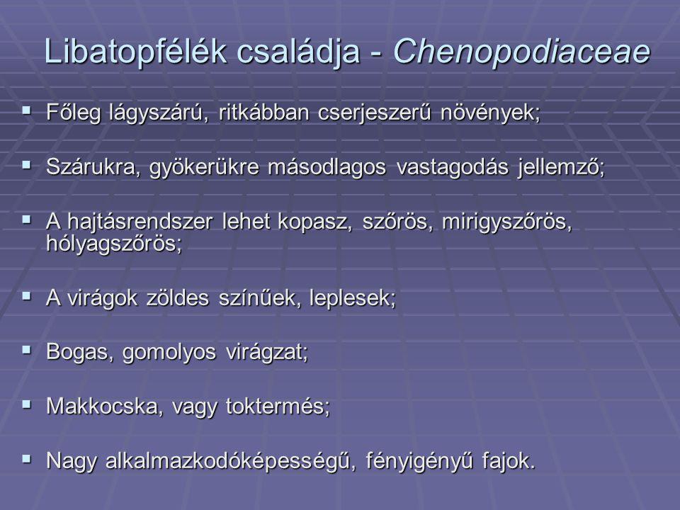 Libatopfélék családja - Chenopodiaceae