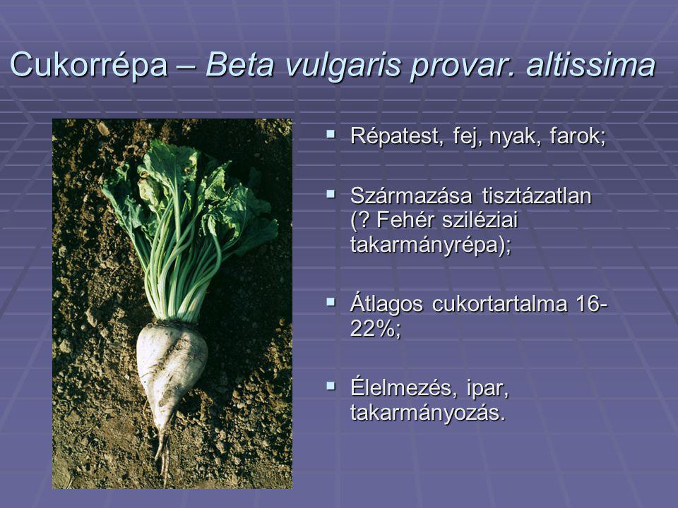 Cukorrépa – Beta vulgaris provar. altissima