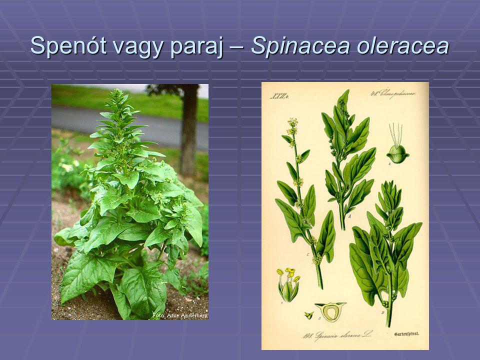 Spenót vagy paraj – Spinacea oleracea