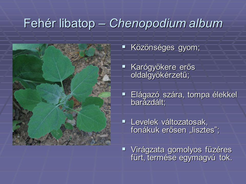 Fehér libatop – Chenopodium album