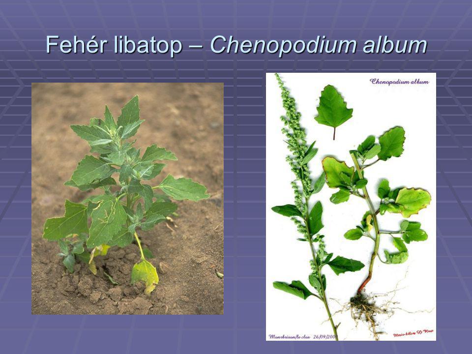 Fehér libatop – Chenopodium album