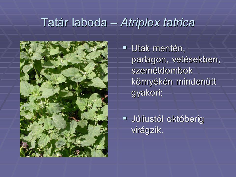 Tatár laboda – Atriplex tatrica