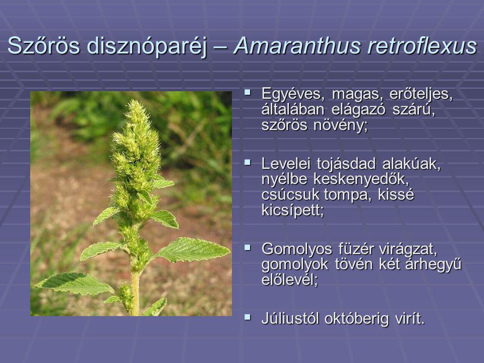Szőrös disznóparéj – Amaranthus retroflexus