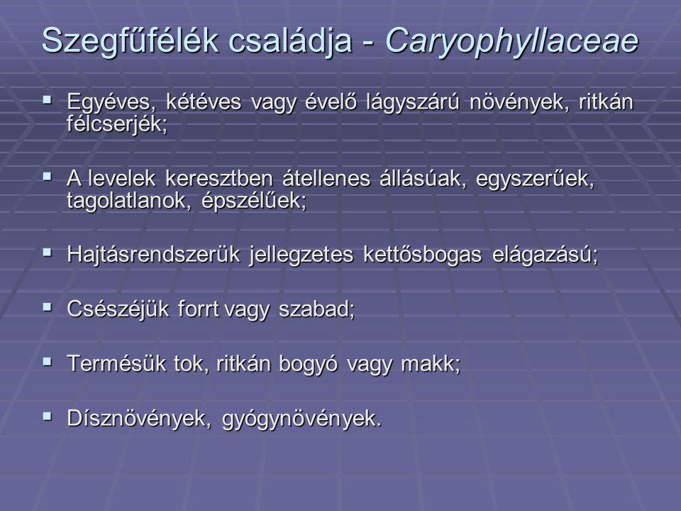 Szegfűfélék családja - Caryophyllaceae