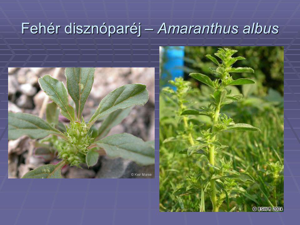 Fehér disznóparéj – Amaranthus albus