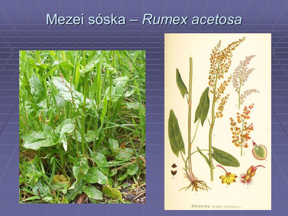Mezei sóska – Rumex acetosa