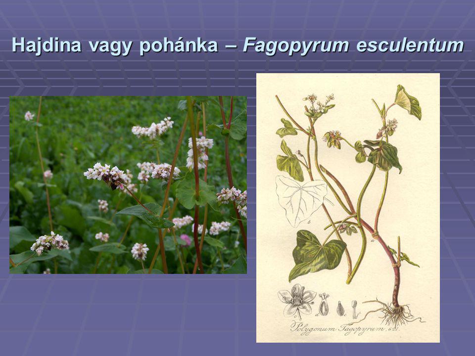Hajdina vagy pohánka – Fagopyrum esculentum