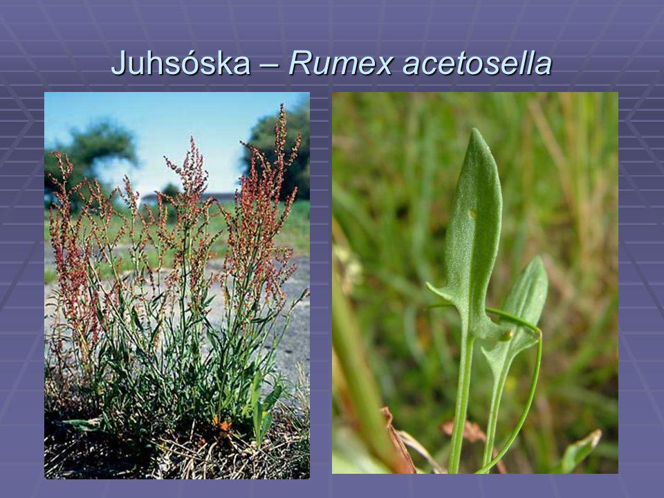 Juhsóska – Rumex acetosella