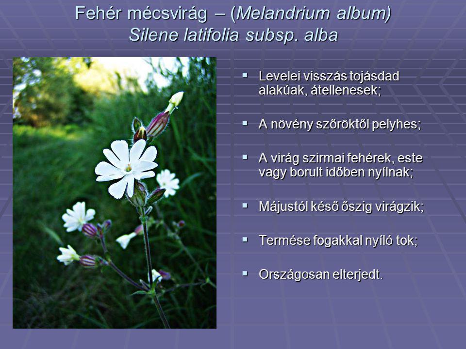 Fehér mécsvirág – (Melandrium album) Silene latifolia subsp. alba