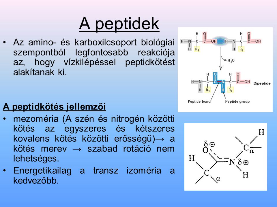 A peptidek Az amino- és karboxilcsoport biológiai szempontból legfontosabb reakciója az, hogy vízkilépéssel peptidkötést alakítanak ki.
