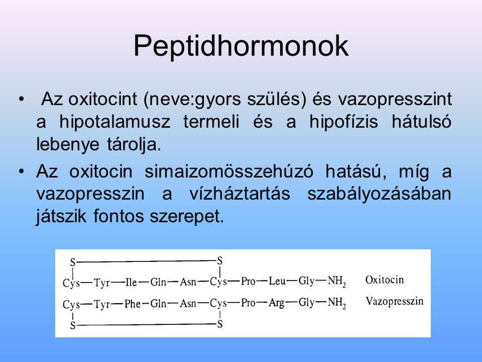 Peptidhormonok Az oxitocint (neve:gyors szülés) és vazopresszint a hipotalamusz termeli és a hipofízis hátulsó lebenye tárolja.