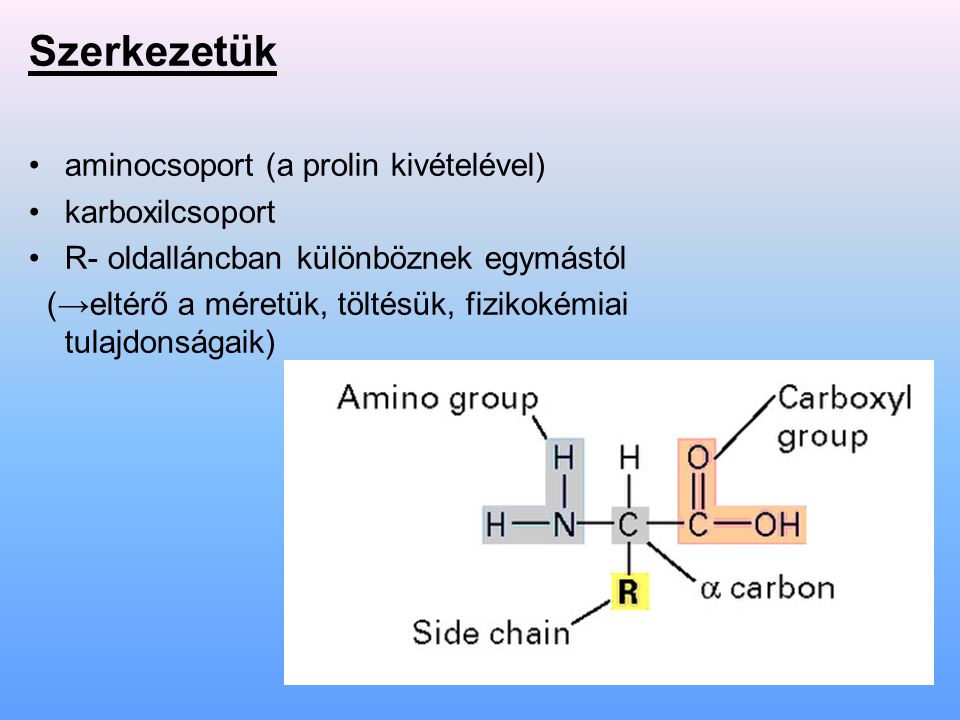 Szerkezetük aminocsoport (a prolin kivételével) karboxilcsoport