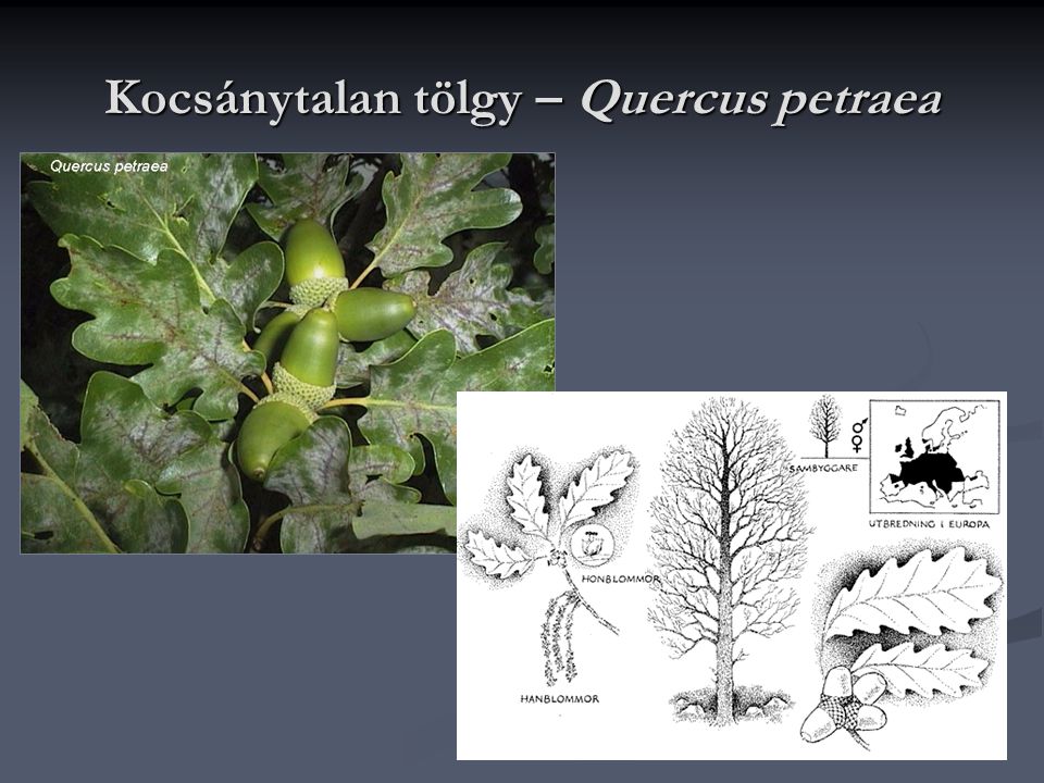 Kocsánytalan tölgy – Quercus petraea