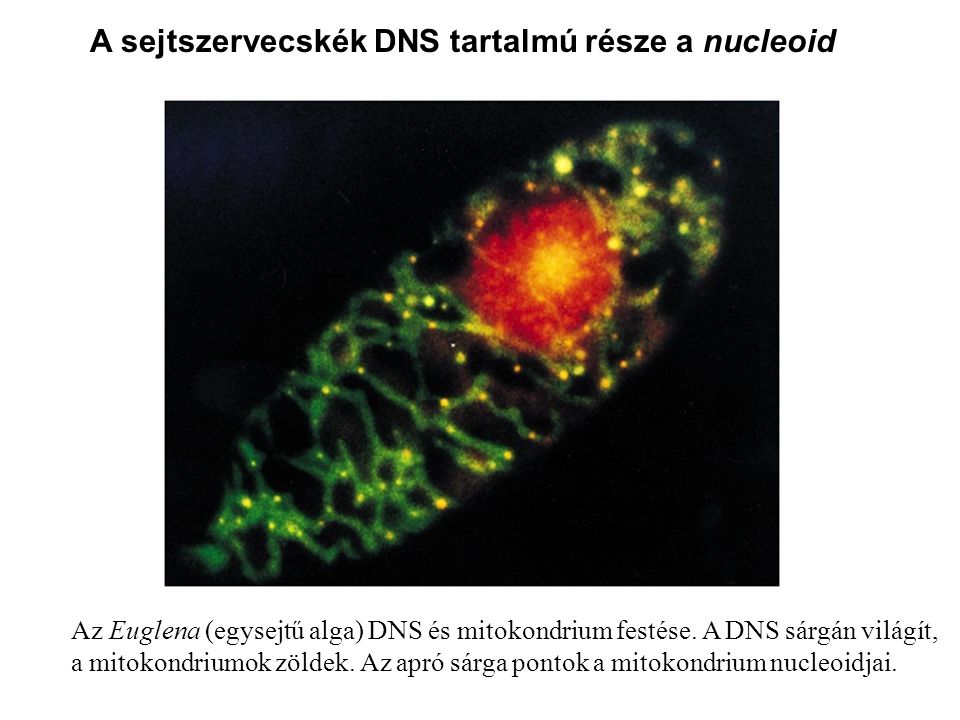 A sejtszervecskék DNS tartalmú része a nucleoid