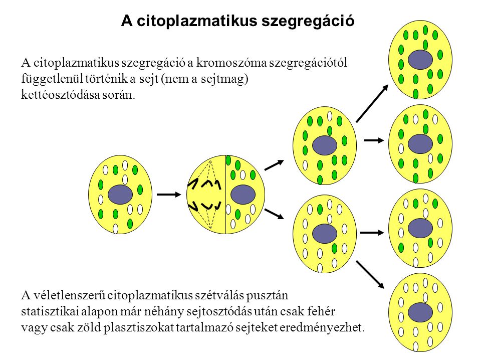 A citoplazmatikus szegregáció